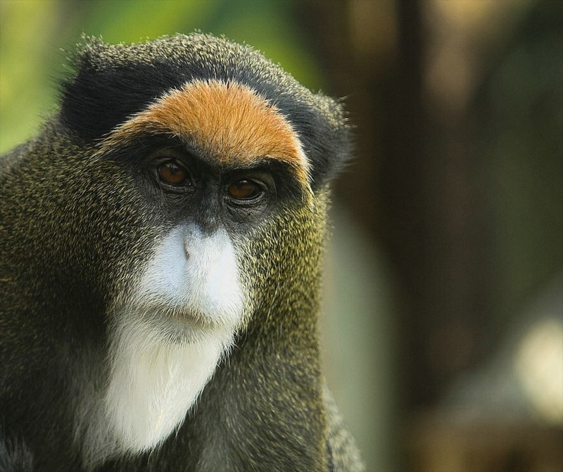 Cercopithecus nictitans