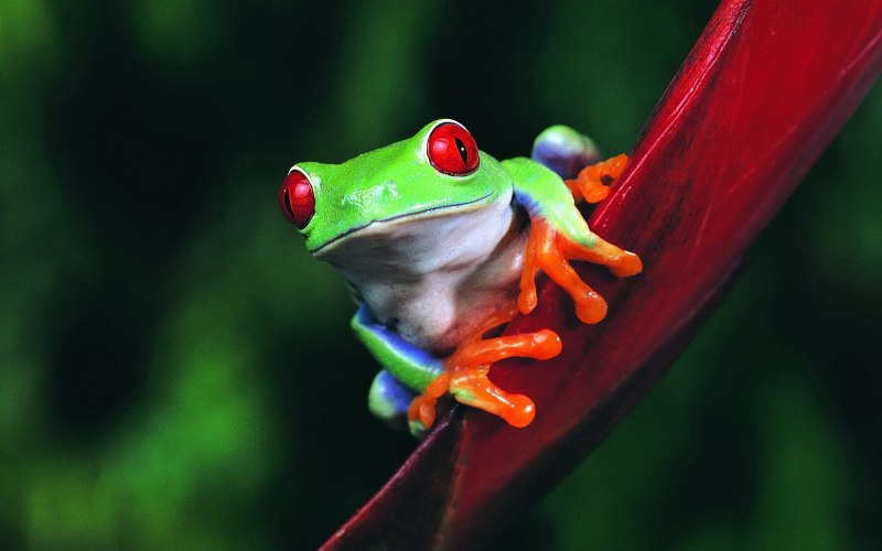 Зеленая тропическая лягушка (55 фото)