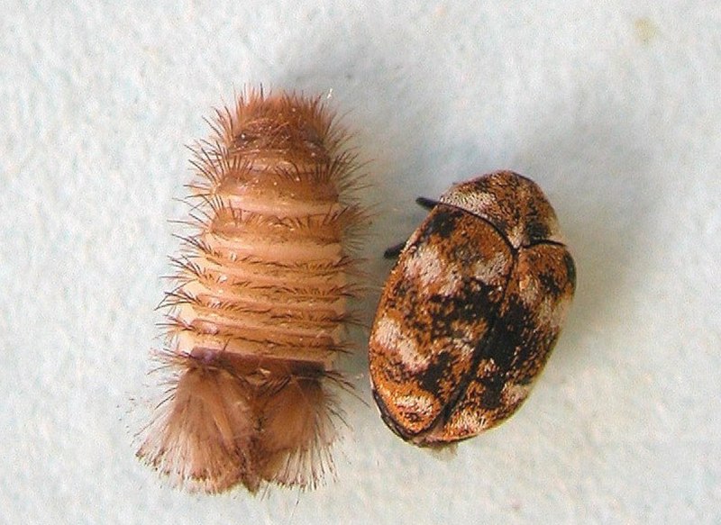 Личинка моли коричневая (62 фото)