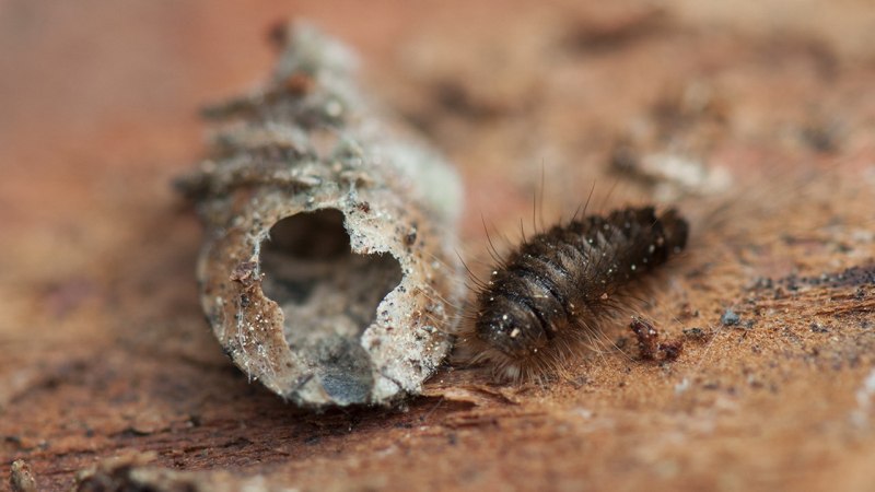 Большая восковая моль Galleria mellonella