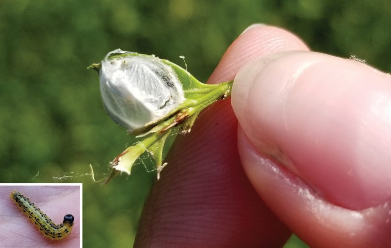 Caterpillar Larvae