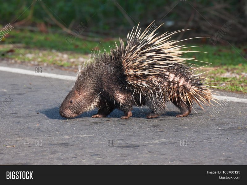 Дикобраз hystrix cristata