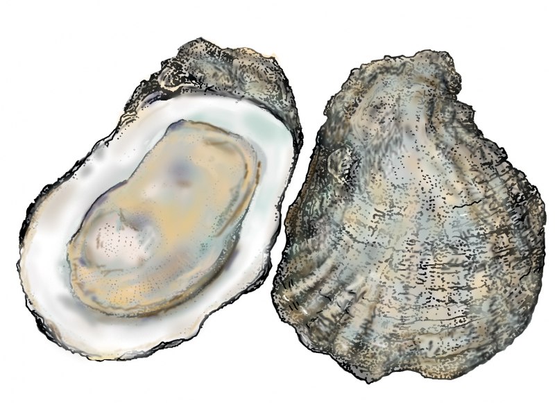 Pearl Oyster Shell