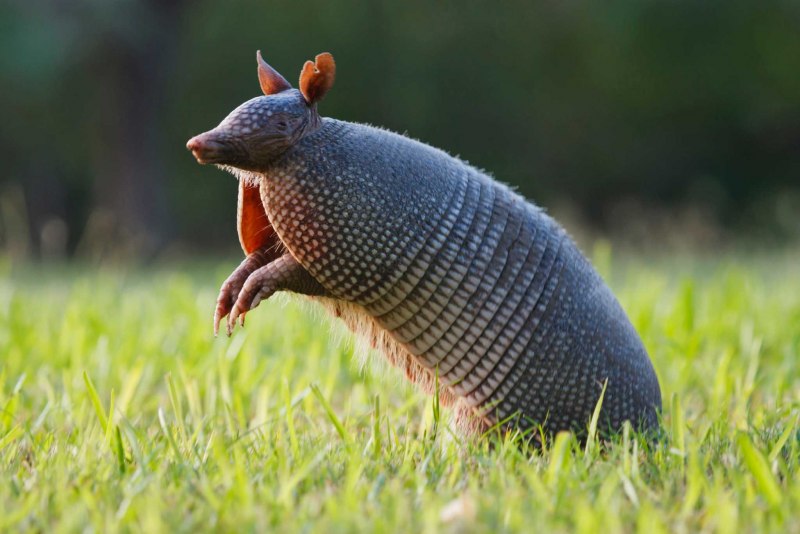 Плащеносный броненосец (Chlamyphorus truncatus)