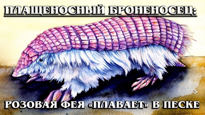 Шестипоясный броненосец