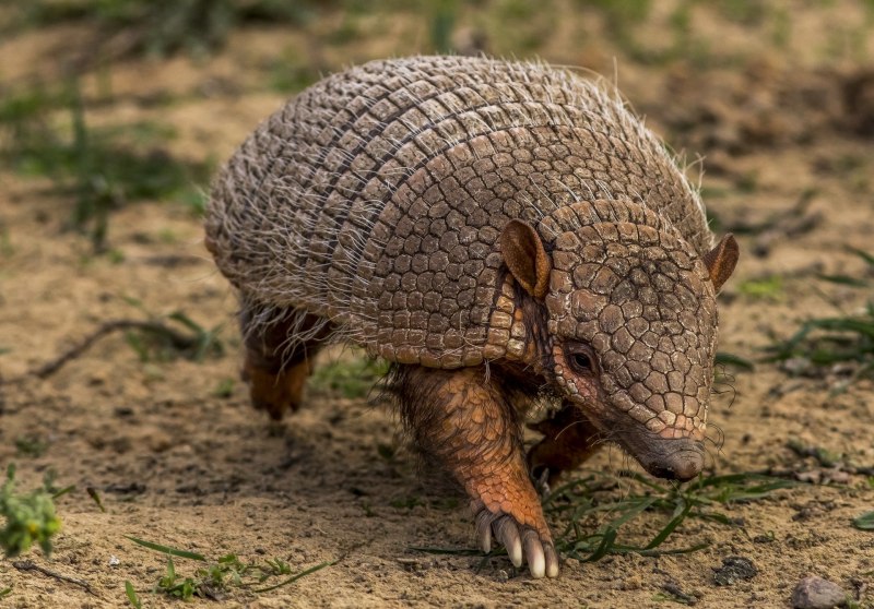 Tolypeutes matacus