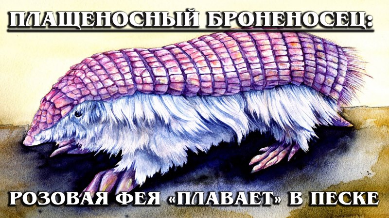 Шестипоясный броненосец