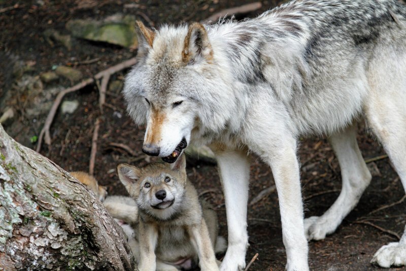 Серый волк canis Lupus