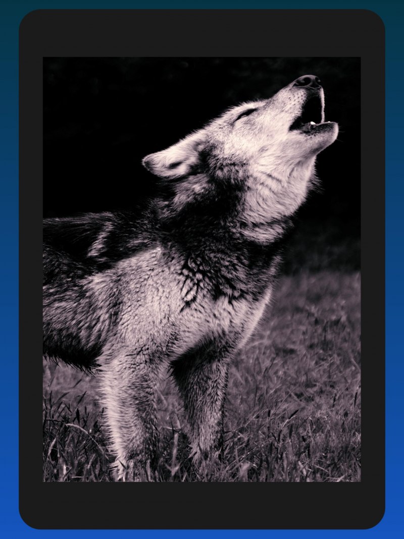 WILDCRAFT волк