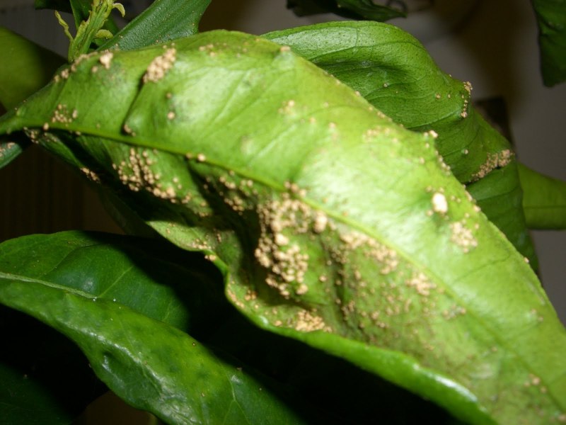 Щитоноска свекловичная - Cassida nebulosa