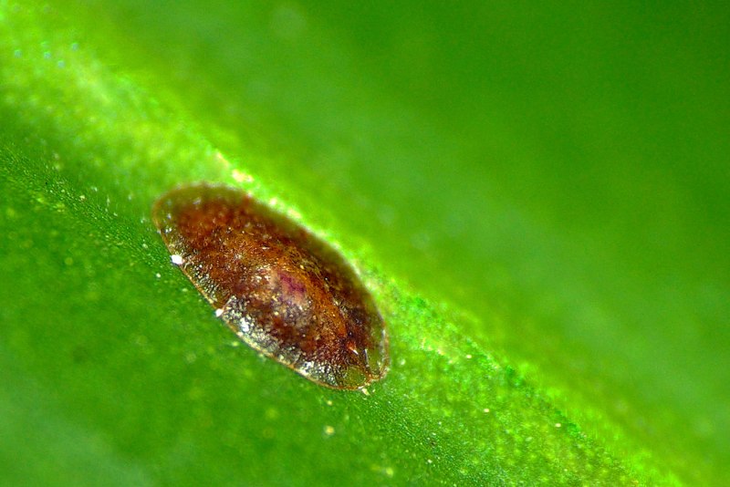Ржавчинные грибы Puccinia