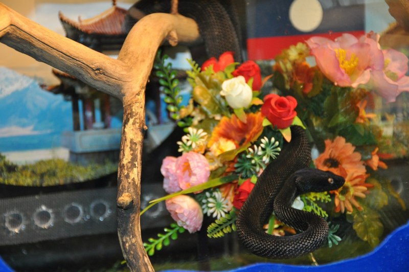 Кустарниковая гадюка (Atheris