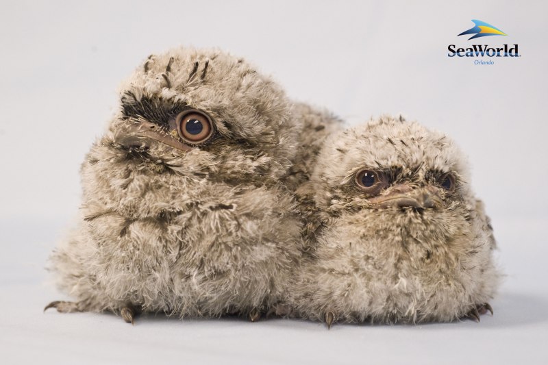 Tawny Frogmouth