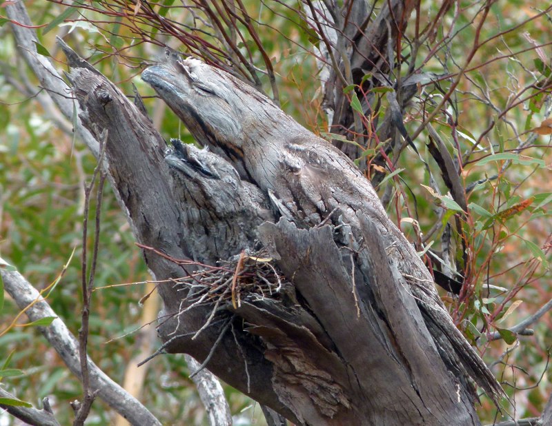 Tawny Frogmouth птица