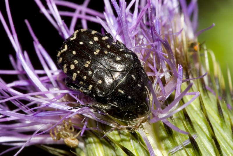 Оленка Рябая Oxythyrea funesta