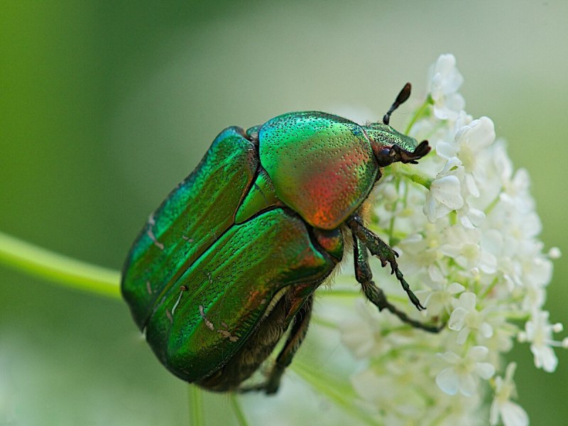 Жук Protaetia (Liocola) Marmorata
