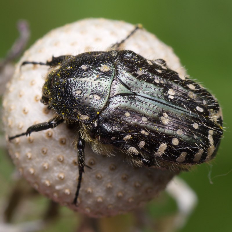 Оленка Рябая Oxythyrea funesta