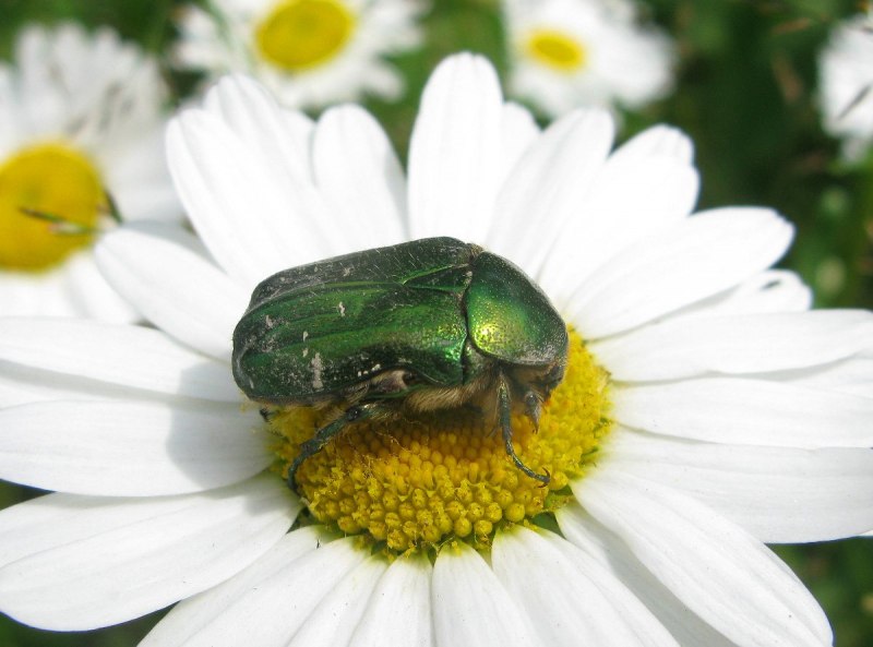 Protaetia Morio