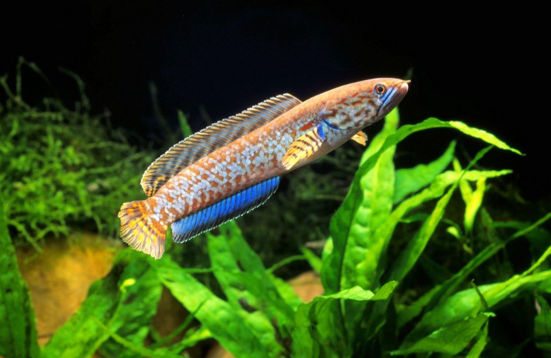 Channa harcourtbutleri