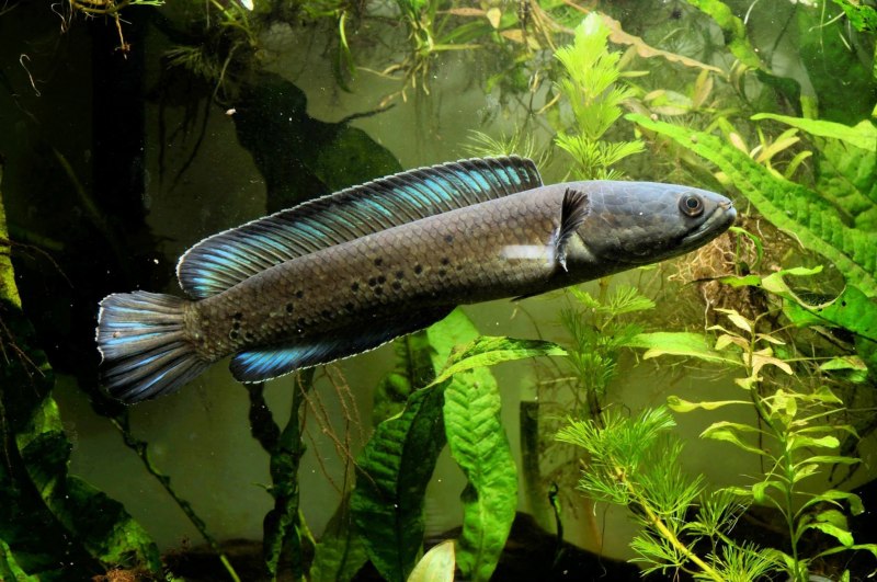Змееголов Channa gachua