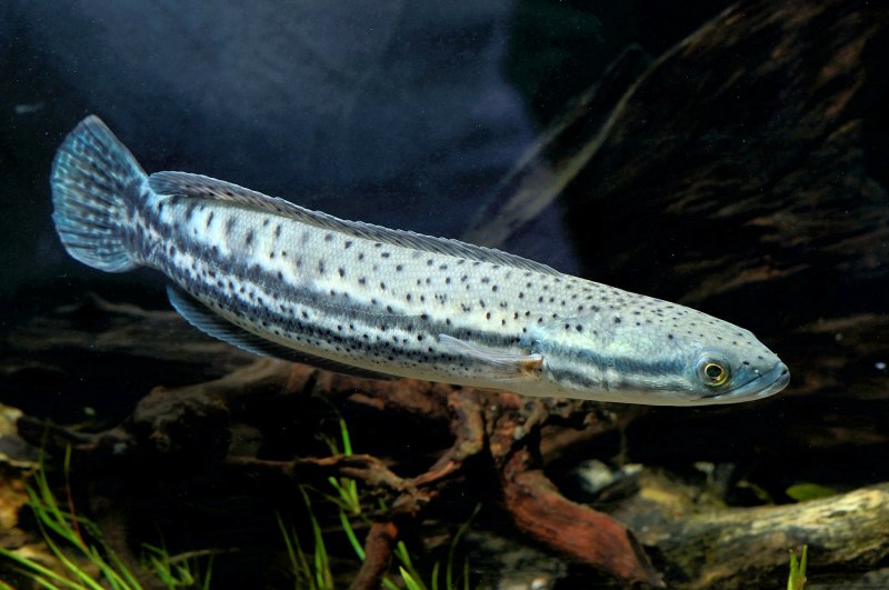 Channa limbata