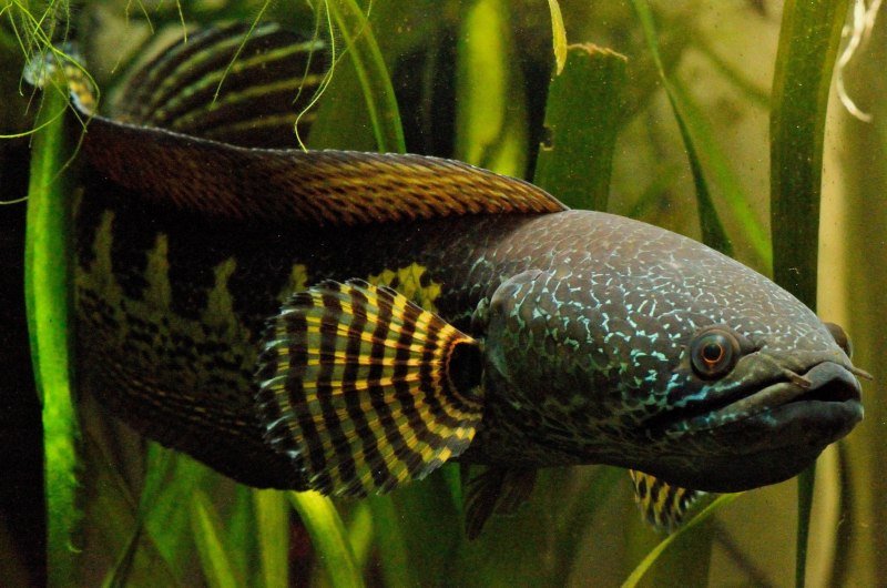Channa pleurophthalma