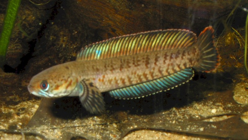 Channa Argus