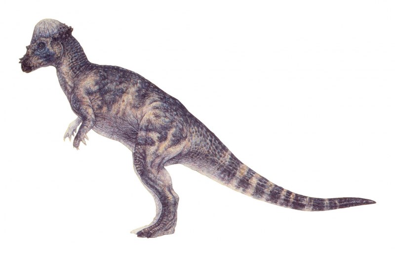 Пахицефалозавр Jurassic World