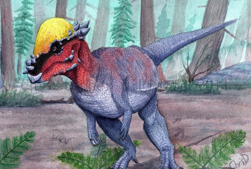 Pachycephalosaurus wyomingensis.