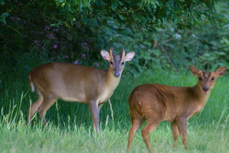 Chital Deer