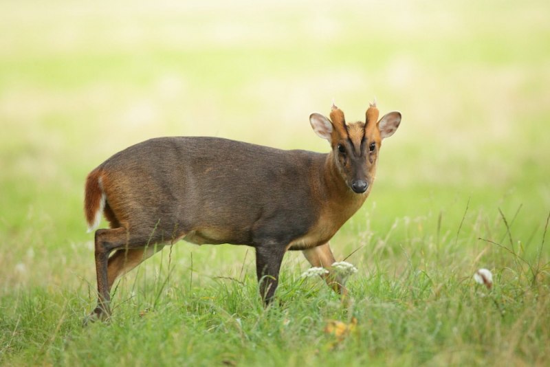 Gazella bennettii животное