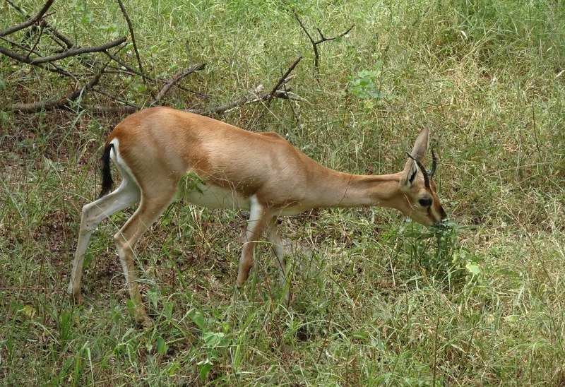 Свиной олень (Axis porcinus)