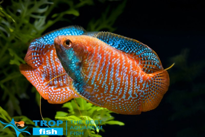 Hippocampus Hippocampus морской конёк