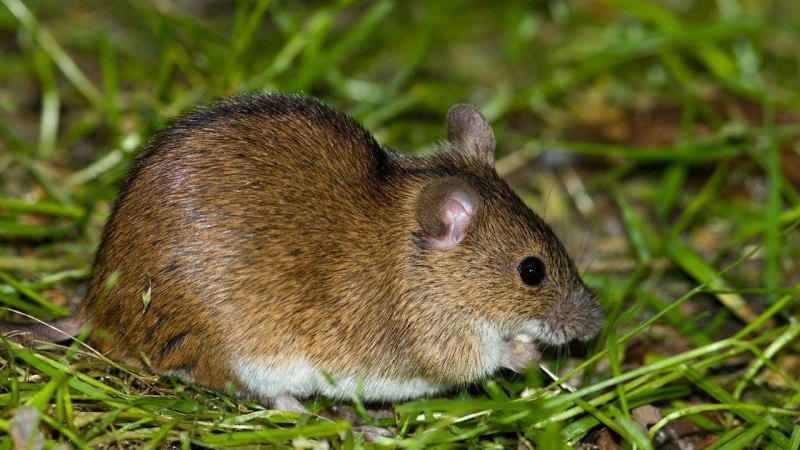 Мышь луговая (69 фото)