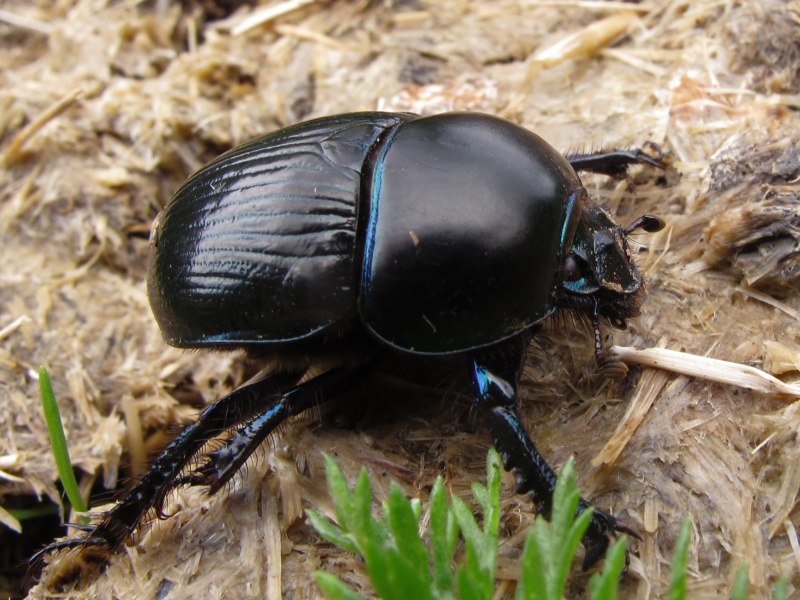Torynorrhina flammea