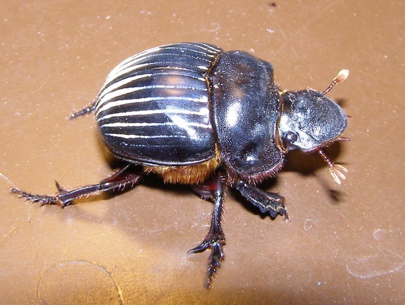 Жук Chrysolina