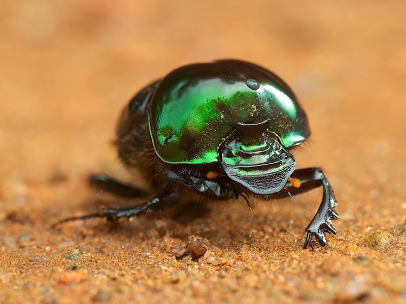 Навозник весенний (Trypocopris vernalis)