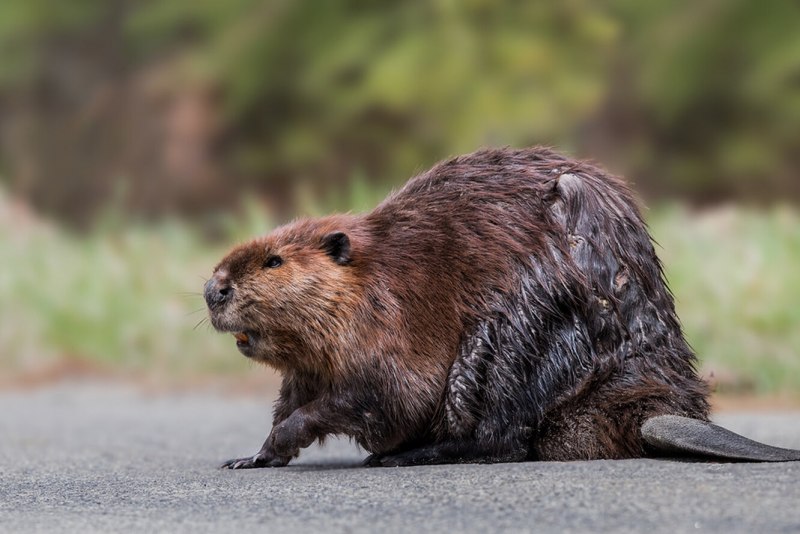 Beaver/Бобр 2512