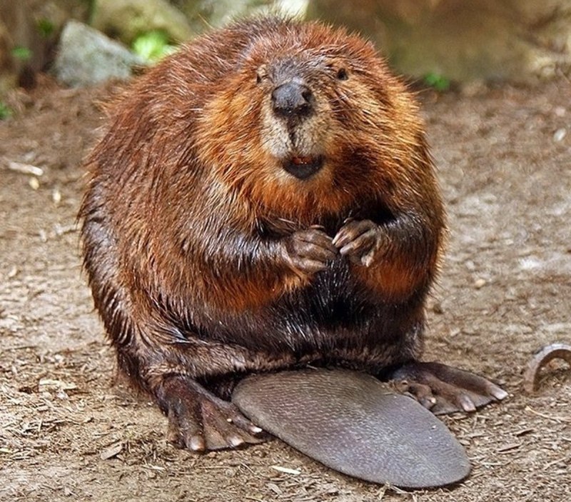 Канадский Бобр (Castor canadensis)
