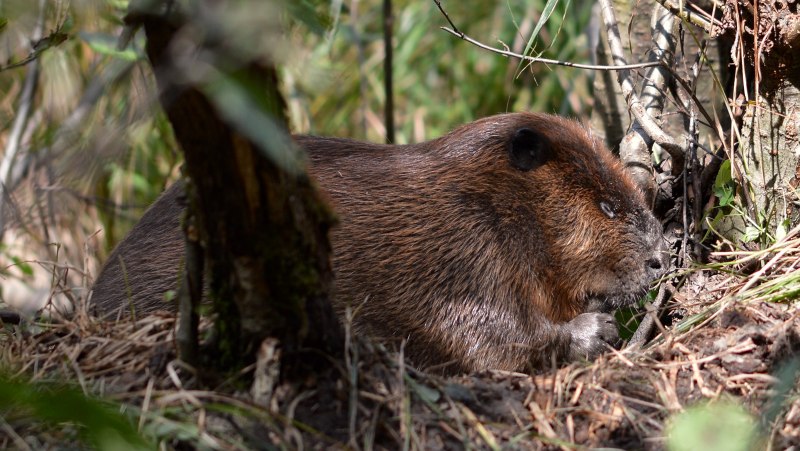 Castor canadensis