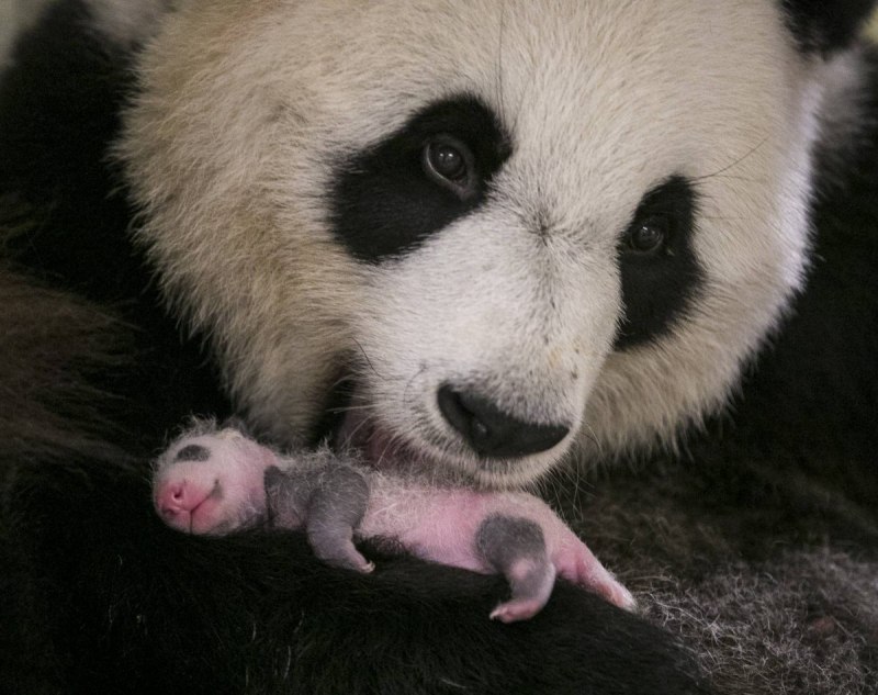 Новорожденная панда (74 фото)