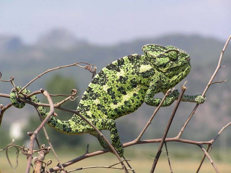 Хамелеон (Chamaeleo Chamaeleon)