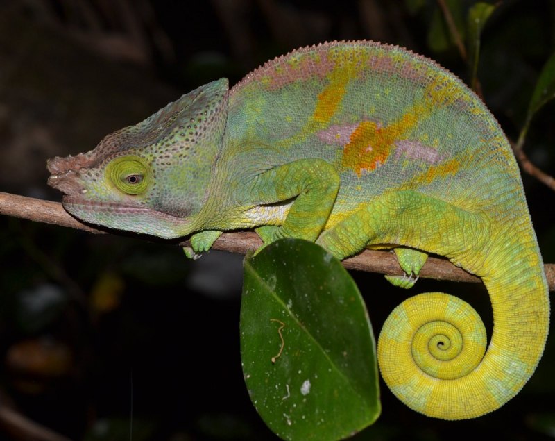 Furcifer oustaleti