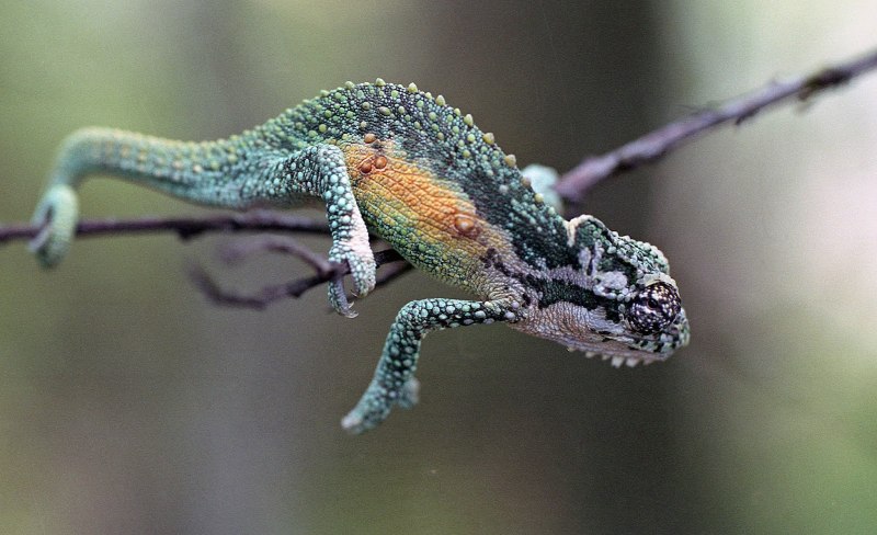 Bradypodion thamnobates