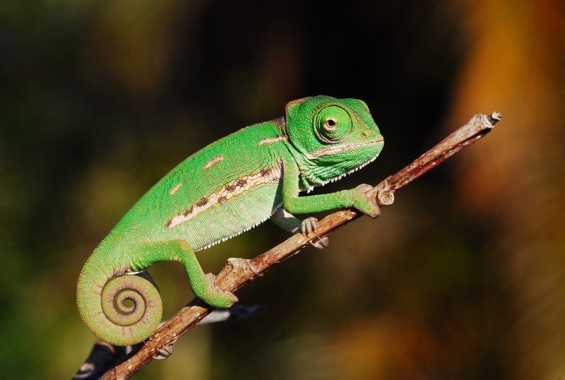 Calyptratus ящерка