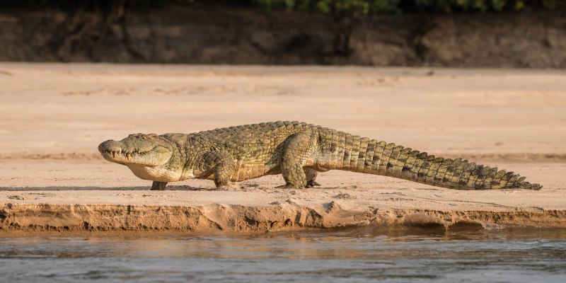 Египетский крокодил (56 фото)