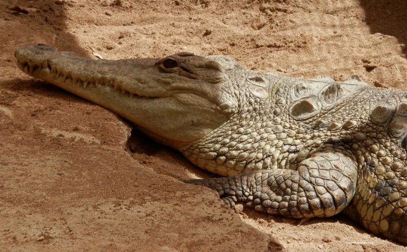 Нильский крокодил Crocodylus niloticus