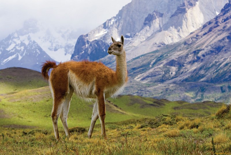Гуанако в Южной Америке
