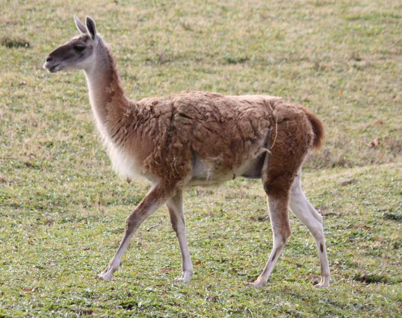 Лама гуанако