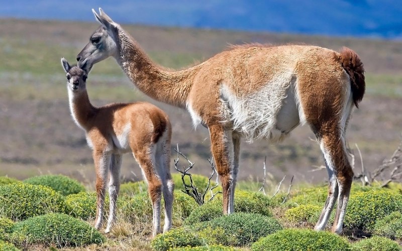 Гуанако в Южной Америке